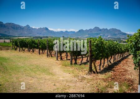 Vignes qui poussent dans un vignoble de Stellenbosch, Afrique du Sud. Banque D'Images