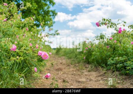 La fleur Damask est montée sur le terrain Banque D'Images