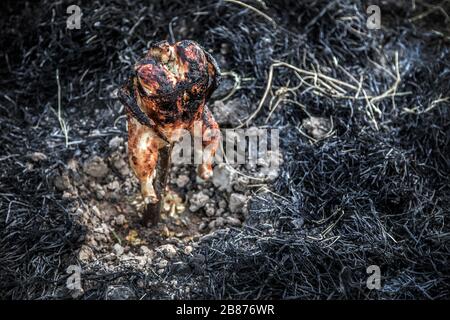 Le poulet grillé sur le sol avec de la paille sèche est technique de cuisson dans le menu rural de la campagne thaïlandaise Banque D'Images