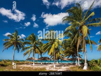 Palmier à noix de coco, palapas, sur la plage, Punta Tonanche près de Champoton sur la baie de Campeche, golfe du Mexique, état de Campeche, Mexique Banque D'Images