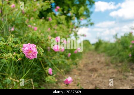 La fleur Damask est montée sur le terrain Banque D'Images