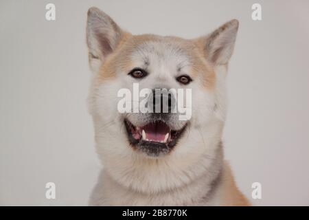 Akita inu isolée sur un fond gris. Akita ken ou akita japonais. Animaux de compagnie. Banque D'Images