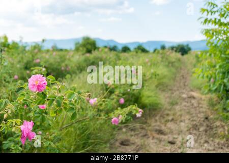 La fleur Damask est montée sur le terrain Banque D'Images