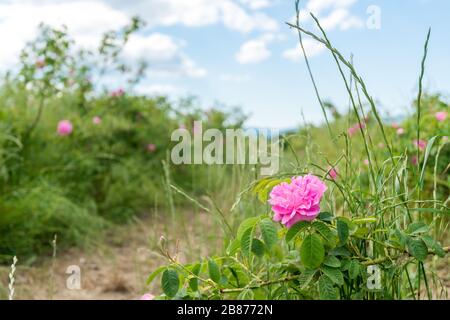 La fleur Damask est montée sur le terrain Banque D'Images