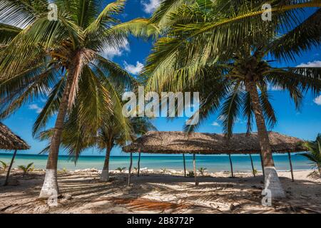 Palmier à noix de coco, palapas, sur la plage, Punta Tonanche près de Champoton sur la baie de Campeche, golfe du Mexique, état de Campeche, Mexique Banque D'Images