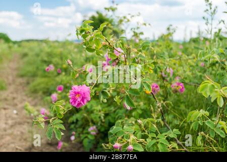 La fleur Damask est montée sur le terrain Banque D'Images