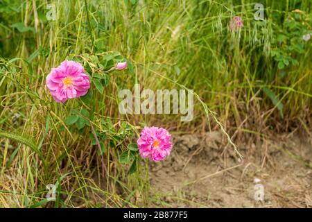 La fleur Damask est montée sur le terrain Banque D'Images