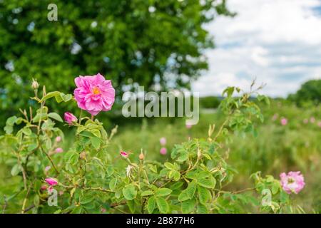 La fleur Damask est montée sur le terrain Banque D'Images