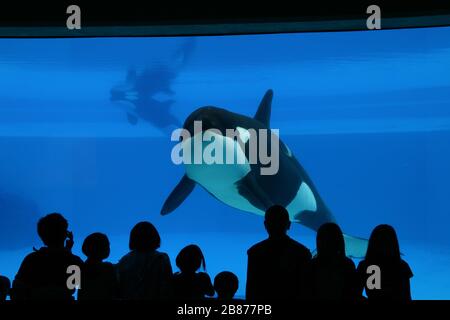 Épaulard dans l'aquarium avec public sur le devant Banque D'Images