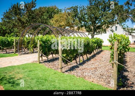 Vignes qui poussent dans un vignoble de Stellenbosch, Afrique du Sud. Banque D'Images