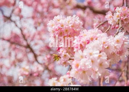 Printemps, cerisiers en fleurs au parc Alexandra à Londres Banque D'Images