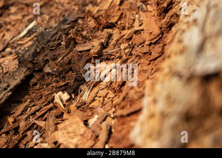 Les copeaux déchiquetés d'arbres macro gros plan de la texture en bois. Marron détail matériel naturel macro ancienne industrie de la construction de bois Banque D'Images