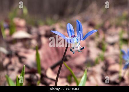 Bleu scilla les chutes de neige sauvages fleurit les fleurs printanières macro nature dans la forêt. Belle belle romantique printemps photo proche nature sauvage Banque D'Images