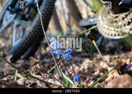 Chutes de neige sauvages Blue scilla lors d'une balade à vélo. Le vélo flou et les fleurs fleurissent printemps temps nature macro dans la forêt. Belle balade en voyage à proximité Banque D'Images