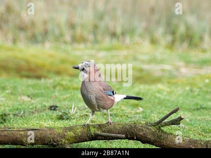 un jay marchant autour de la recherche de nourriture, Garrulus glandarius, dans un parc de campagne Banque D'Images