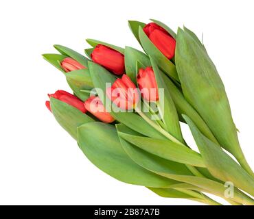 Un bouquet de tulipes rouges (famille Lily, Liliaceae) isolés sur fond blanc, y compris le chemin d'écrêtage. Allemagne Banque D'Images