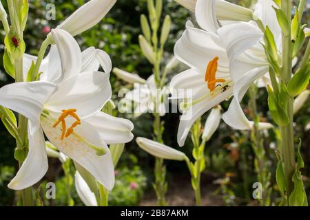 La fleur de nénuphars blanche est ensoleillée au printemps Banque D'Images