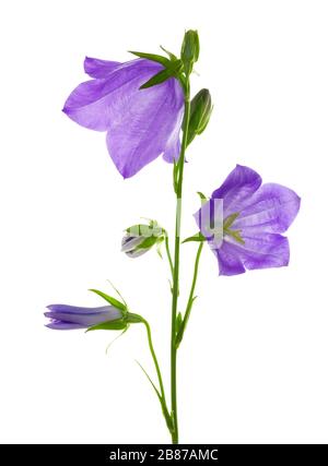 Fleur de groom violette à feuilles de pêche, campanula isolé sur fond blanc, y compris le chemin de découpe. Allemagne. Photographie rétroéclairé Banque D'Images