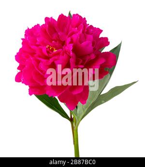 Merveilleuses roses (pivoine, Paeonia) isolées sur fond blanc, y compris le chemin d'écrêtage. Allemagne Banque D'Images