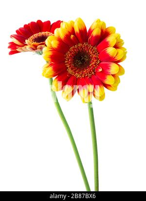 Deux Gerberas colorés (Daisies) isolés sur fond blanc, y compris le chemin d'écrêtage. Allemagne Banque D'Images