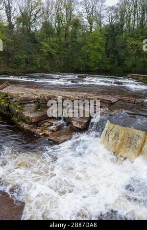 La rivière Swale à Richmond Falls, Yorkshire du Nord, Angleterre, Royaume-Uni Banque D'Images