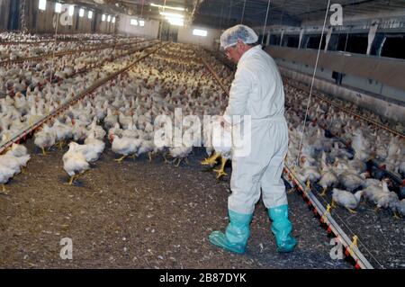 Poulets de reproduction du groupe 'Amadori' à Cesena (Italie) Banque D'Images