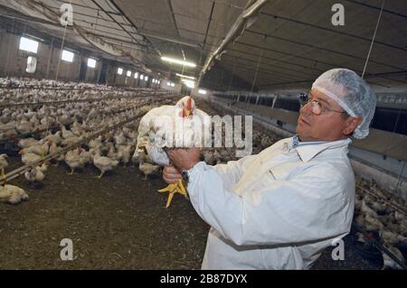 Poulets de reproduction du groupe 'Amadori' à Cesena (Italie) Banque D'Images