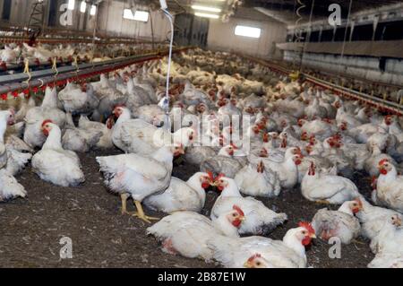 Poulets de reproduction du groupe 'Amadori' à Cesena (Italie) Banque D'Images