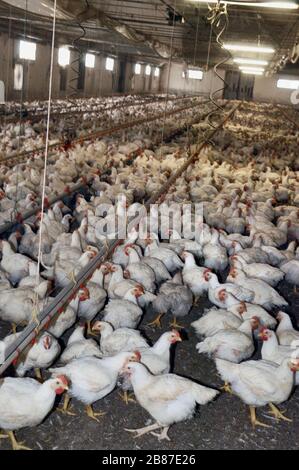 Poulets de reproduction du groupe 'Amadori' à Cesena (Italie) Banque D'Images