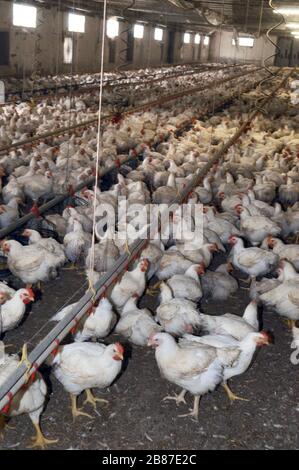 Poulets de reproduction du groupe 'Amadori' à Cesena (Italie) Banque D'Images