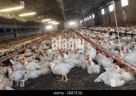 Poulets de reproduction du groupe 'Amadori' à Cesena (Italie) Banque D'Images