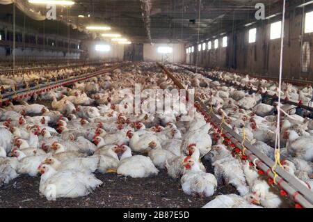 Poulets de reproduction du groupe 'Amadori' à Cesena (Italie) Banque D'Images