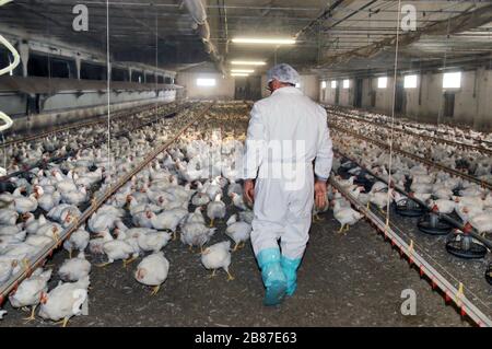 Poulets de reproduction du groupe 'Amadori' à Cesena (Italie) Banque D'Images