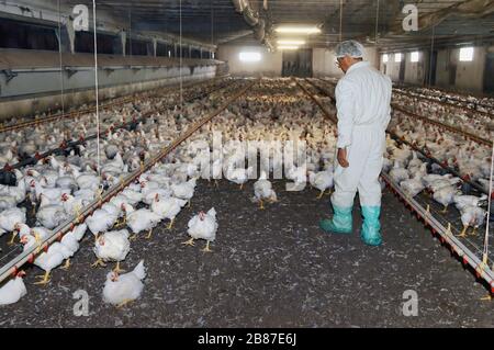 Poulets de reproduction du groupe 'Amadori' à Cesena (Italie) Banque D'Images