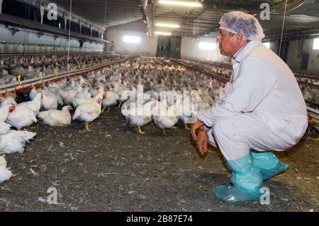 Poulets de reproduction du groupe 'Amadori' à Cesena (Italie) Banque D'Images