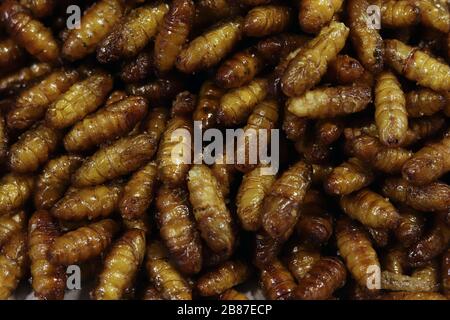 Insecte Fried, Crispy Silkworm, les insectes populaires snack pas cher haute protéine dans Thaïlande nourriture de rue faible graisse et beaucoup de pays asiatique Banque D'Images