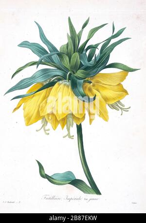 Peinture à la main du XIXe siècle illustration d'un Fritillaria impérialis, de la couronne impériale, de la fréglière impériale ou de la fleur de la couronne du Kaiser, par Pierre-Joseph Redoute. Publié dans choix des plus belles fleurs, Paris (1827). Par Redouté, Pierre Joseph, 1759-1840.; Chapuis, Jean Baptiste.; Ernest Panckoucke.; Langois, Dr.; Bessin, R.; Victor, fl. CA. 1820-1850. Banque D'Images