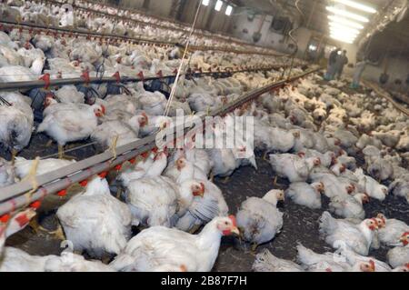 Poulets de reproduction du groupe 'Amadori' à Cesena (Italie) Banque D'Images