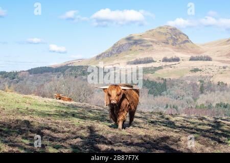 Strathblane, Stirlingshire, Écosse, Royaume-Uni. 20 mars 2020. Météo au Royaume-Uni - vaches des Highlands baignées de soleil à l'extérieur de Strathblane, Stirlingshire, avec le pic de Dumgoyne derrière le crédit: Kay Roxby/Alay Live News Banque D'Images