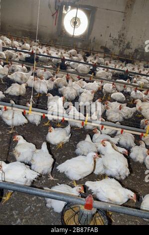 Poulets de reproduction du groupe 'Amadori' à Cesena (Italie) Banque D'Images