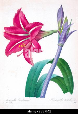 Peinture à la main du XIXe siècle illustration d'une fleur d'Amaryllis brasiliensis (Amaryllis brésilien), par Pierre-Joseph Redoute. Publié dans choix des plus belles fleurs, Paris (1827). Par Redouté, Pierre Joseph, 1759-1840.; Chapuis, Jean Baptiste.; Ernest Panckoucke.; Langois, Dr.; Bessin, R.; Victor, fl. CA. 1820-1850. Banque D'Images