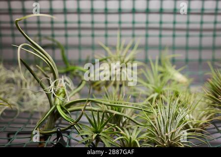 Gros plan de fleurs sauvages ou de plantes plantant dans l'aquarium Banque D'Images