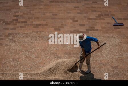 homme déplaçant des grains de café sur le sol pour les aider à sécher plus rapidement au soleil Banque D'Images