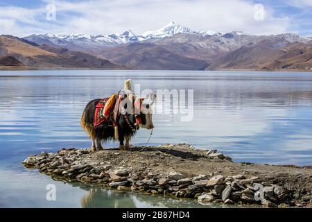 Yak décoré au lac Saint Yamdrok à Gyangze, Tibet Banque D'Images