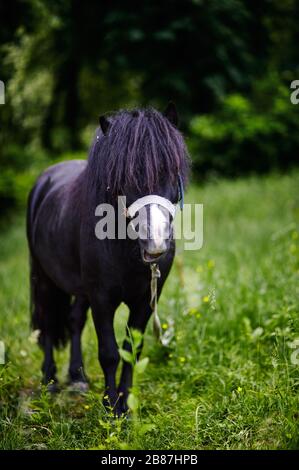 Joli poney avec une longue manne dans le parc naturel, profiter d'un beau temps, la vie est bonne Banque D'Images