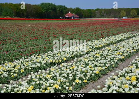 Lisse, Pays-Bas-mai 2019: Vue de niveau des yeux du champ de tulipes rouge, jaune et blanc vif dans de longues rangées au printemps Banque D'Images