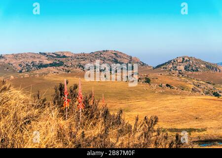 Fleur d'aloès rouge Vera sur le beau paysage d'Eswatini, Afrique Banque D'Images