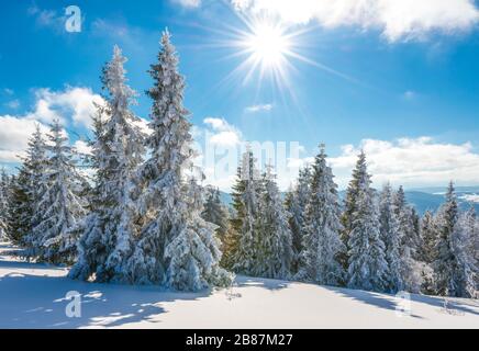 De grands arbres de sapin neigeux et minces poussent sur une forêt enneigée vallonnée lors d'une journée hivernale ensoleillée. Concept voyage à des endroits difficiles et inexplorés de la planète Banque D'Images