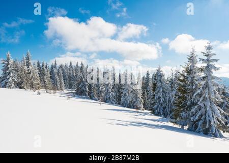 De grands arbres de sapin neigeux et minces poussent sur une forêt enneigée vallonnée lors d'une journée hivernale ensoleillée. Concept voyage à des endroits difficiles et inexplorés de la planète Banque D'Images