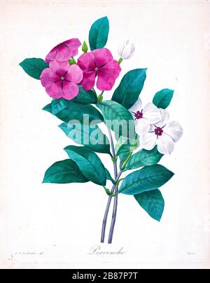 Peinture à la main du XIXe siècle illustration de Madagascar Perwinkle fleurs, par Pierre-Joseph Redoute. Publié dans choix des plus belles fleurs, Paris (1827). Par Redouté, Pierre Joseph, 1759-1840.; Chapuis, Jean Baptiste.; Ernest Panckoucke.; Langois, Dr.; Bessin, R.; Victor, fl. CA. 1820-1850. Banque D'Images